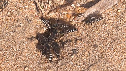 Bembecinus insulanus